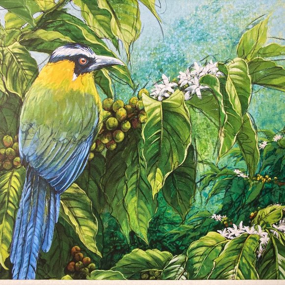 8x10" Colombia Cafe Quindio Art Print (w/mat): Andean Motmot (Barranquero)- HOME - Picture 3 of 6